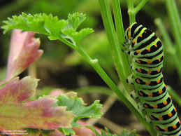 swallowtail caterpillars