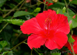 red hibiscus