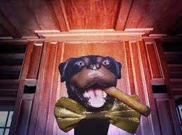 comic the insult comic dog