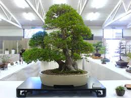 japanese bonsai trees