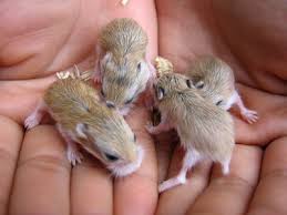 robo hampster