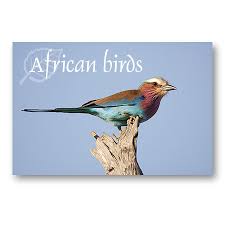 african birds