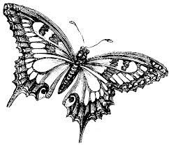 butterfly images