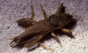 chocolate insects