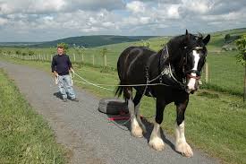 shire horse