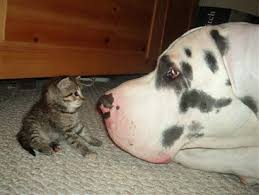 little cat