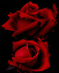 red black roses
