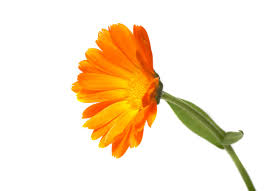 calendula