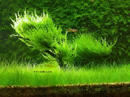 aquatic moss