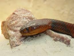 red spitting cobra