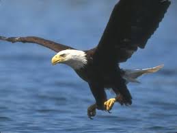 image aigle