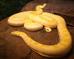 largest snakes in the world