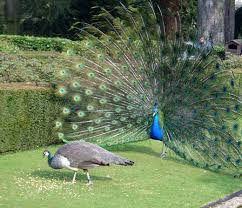 peacock pictures