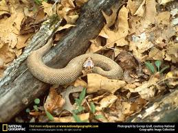 water moccasin pictures