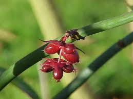 leycesteria formosa