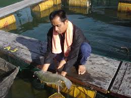 budidaya ikan nila