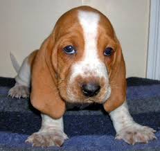 basset hound dog