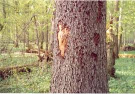 bark beetle
