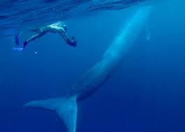 the big blue whale