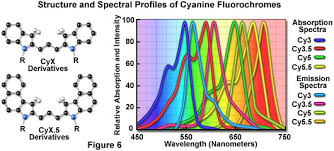 cyanine dye