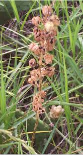 camassia scilloides