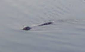 the lochness monster