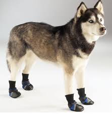 dog paw protector