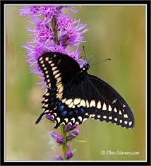 swallowtail butterflies