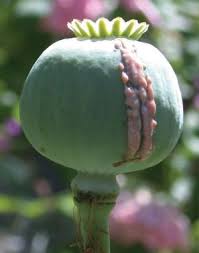 opium poppy plants
