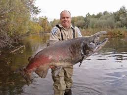 salmon fish pictures
