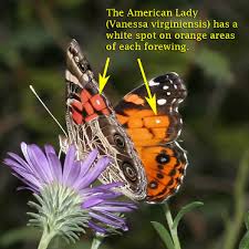 butterfly identification pictures