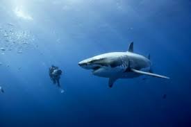disneynature oceans