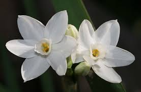 narcissus flowers