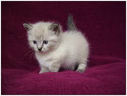 munchkin cats