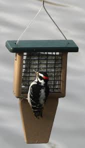 suet feeder