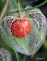 chinese lanterns plants