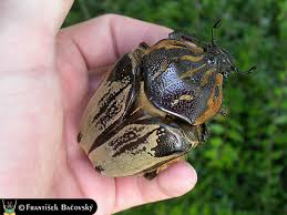 goliathus cacicus