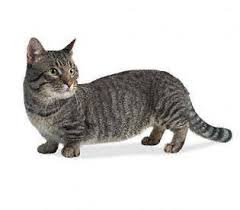 munchkin cats