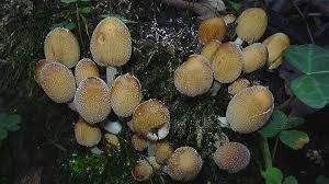 coprin