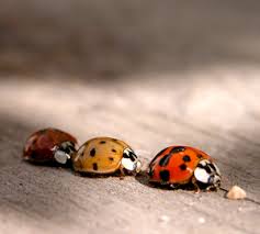 digital macro photography