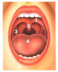 soft palate