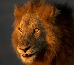 kruger national park
