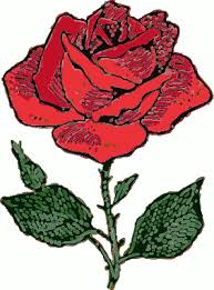 نقاشی رنگی از گل رز
