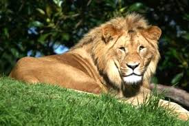 lion pic