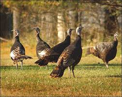 turkey birds