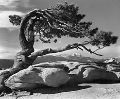 ansel adams the camera
