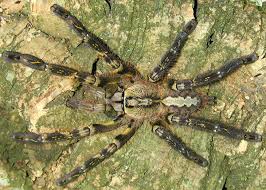 poecilotheria ornata