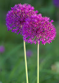 allium purple sensation