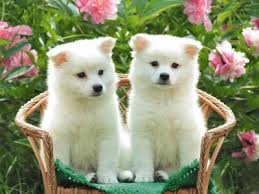 perros blancos