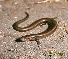 picture of snake
